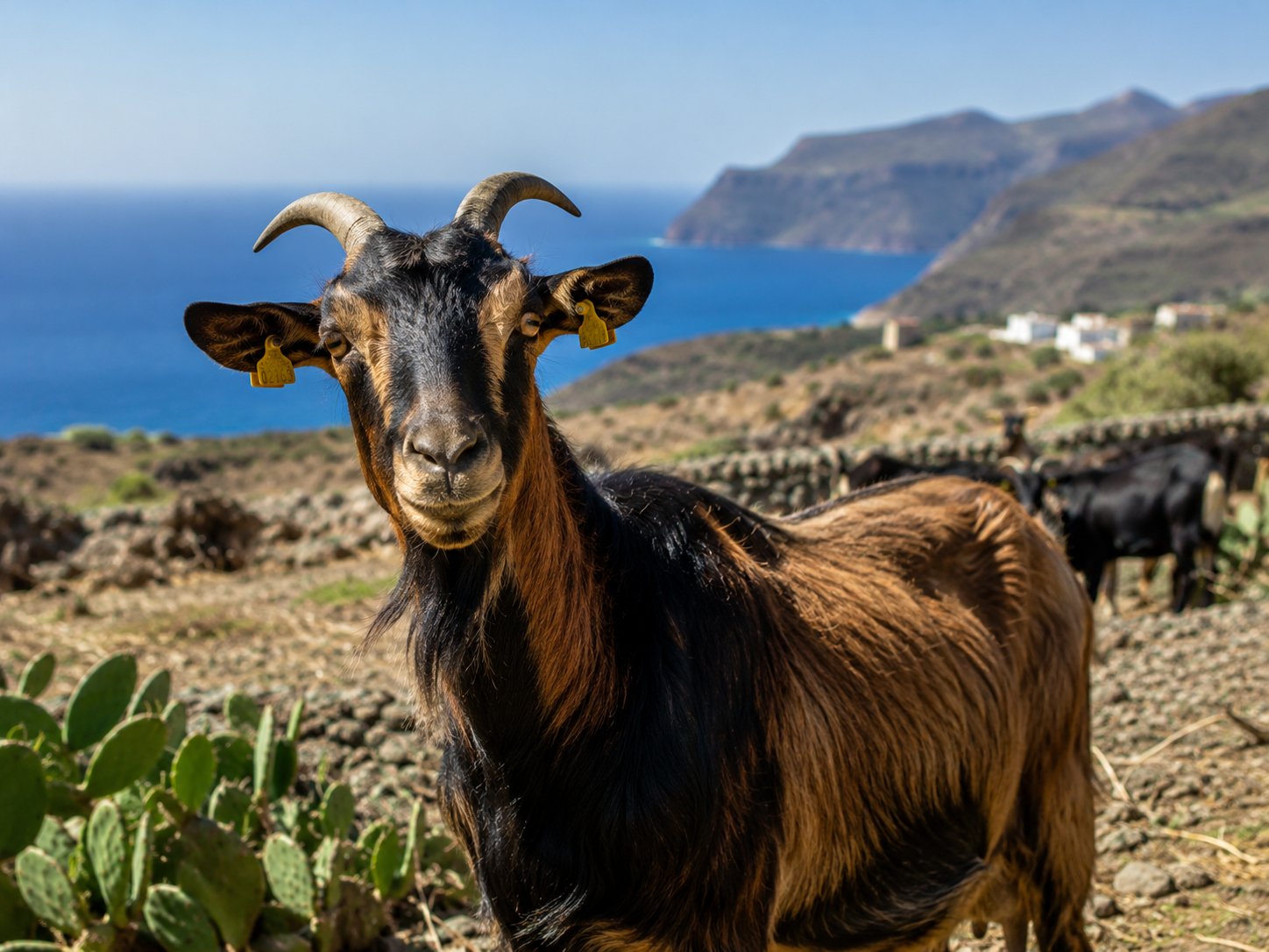 Cabra canaria con tunera y acantilado al fondo