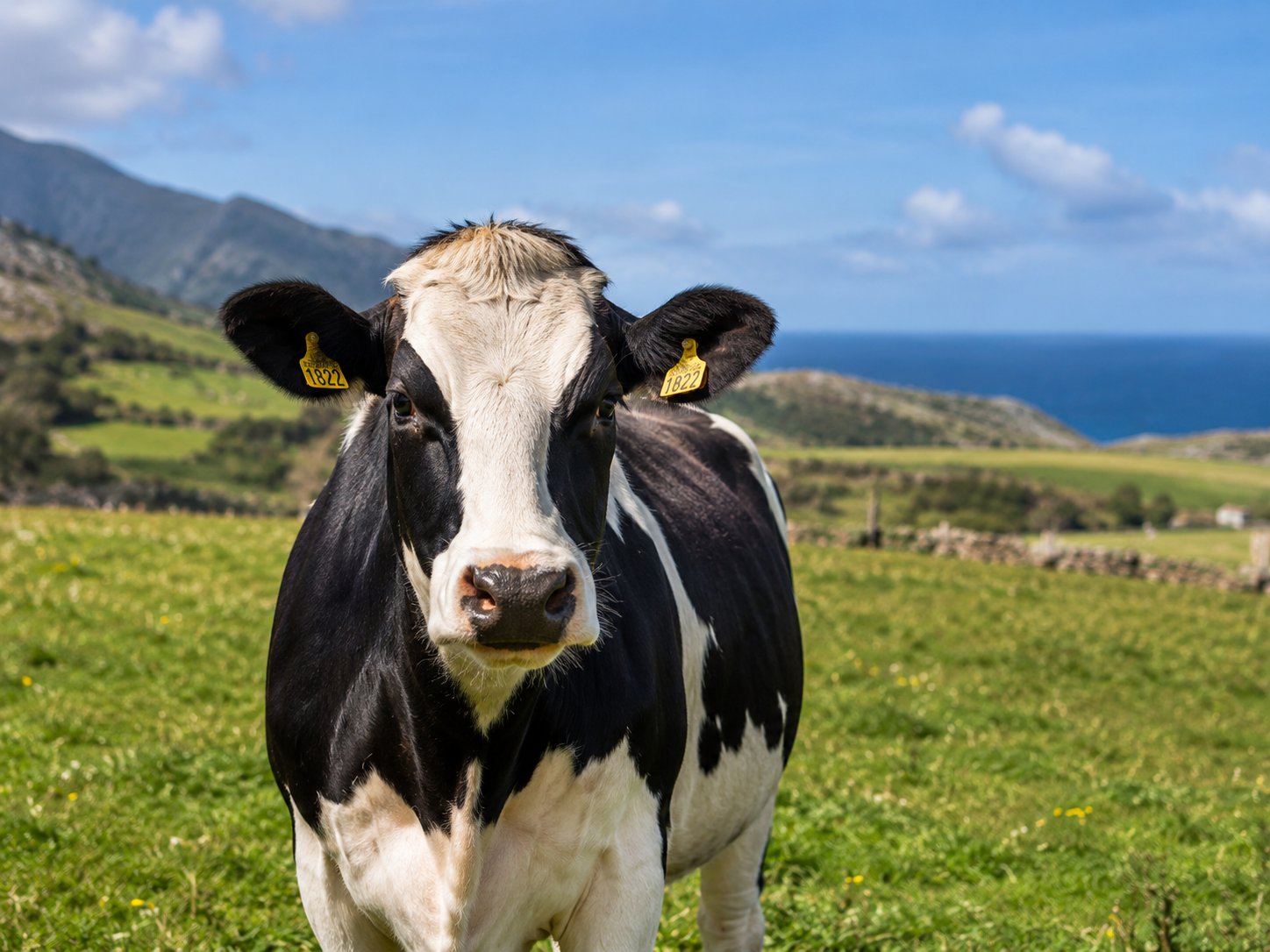 Vaca frisona en pradera canaria